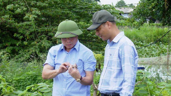 Kiểm tra nấm bệnh của cùa Ca Ra để có biện pháp xử lý. Ảnh: Lê Quí