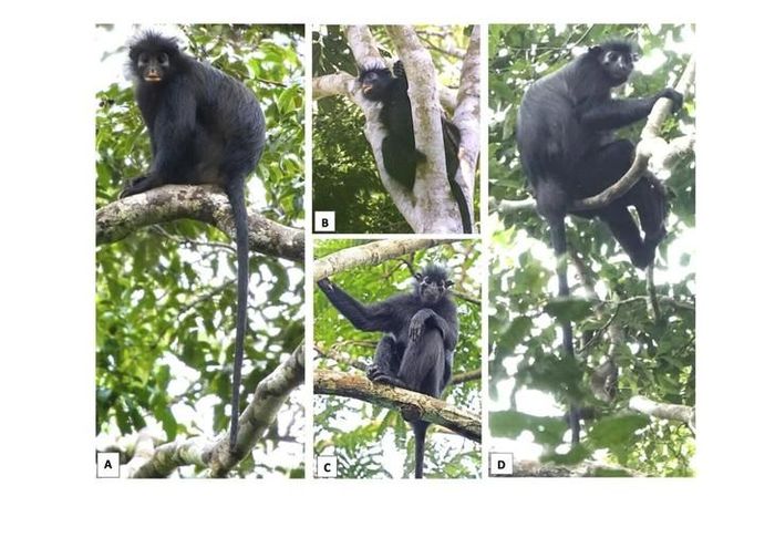 Những hình ảnh rõ nét đầu tiên về loài Colobus congoensis mới được công bố. Ảnh: Daniel Rosengren, Bravo Bofenda. C. satanas/SWNS