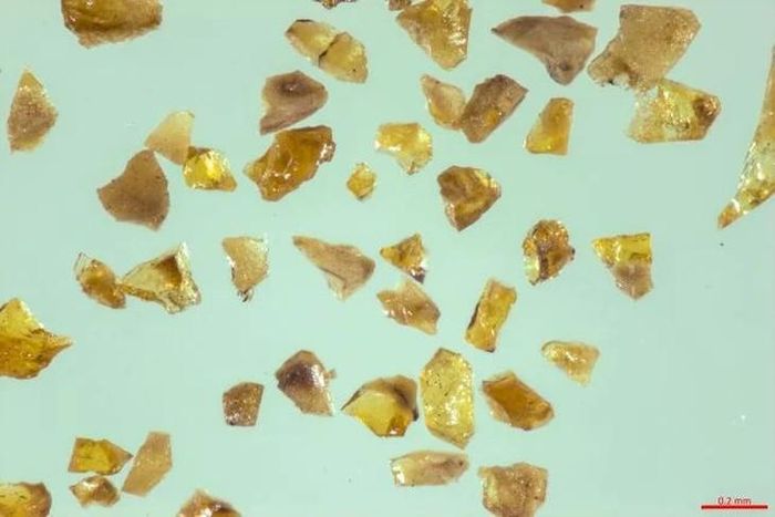 Một số mảnh hổ phách được tìm thấy tại hệ tầng Hujiersite, trong đó mảnh ảnh lớn nhất chỉ rộng 1,5 milimét. Ảnh: La Hán Hằng và các cộng sự