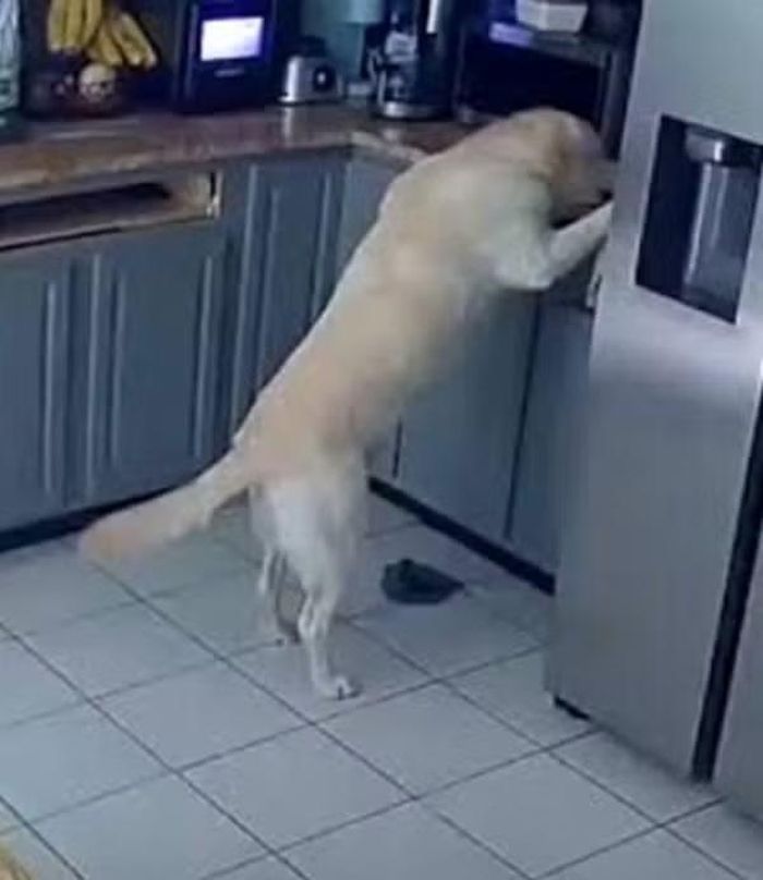 "Báo thủ" tên Bo đã gây thiệt hại rất lớn. Ảnh: Chad Ellis via Storyful.