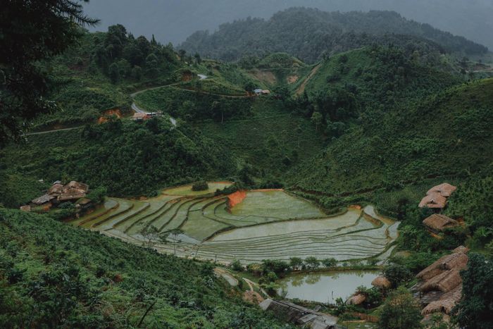  Ruộng bậc thang ở Bản Liền thời điểm vừa cấy lúa, tháng 6. 