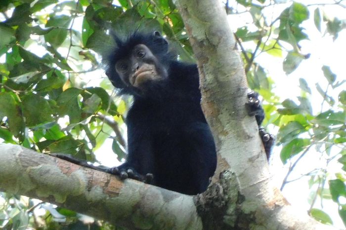  Loài khỉ Colobus congensis, được người dân địa phương gọi là Likweli, có khuôn mặt đen ấn tượng với đôi môi màu hồng cam. Ảnh: Junior Amboko. 