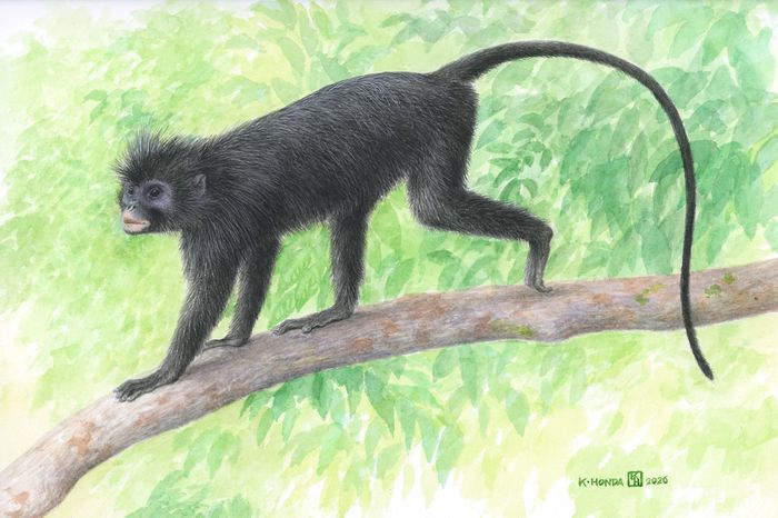  Hình minh họa của loài khỉ Colobus congensis, được người dân địa phương gọi là Likweli. Ảnh: Kimio Honda. 