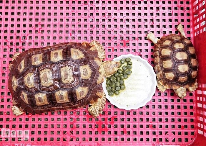 Hai cá thể rùa Centrochelys sulcata do người dân tự nguyện giao nộp