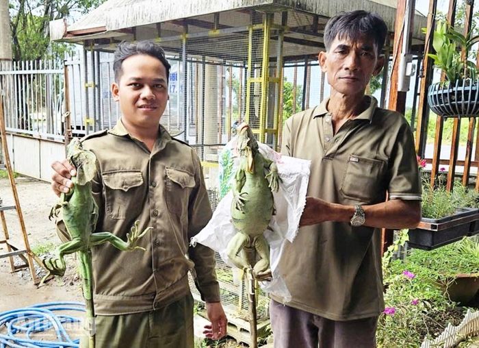 Ông Nguyễn Anh Hùng (bên phải) giao nộp hai cá thể rồng Nam Mỹ cho Công an xã Châu Thành