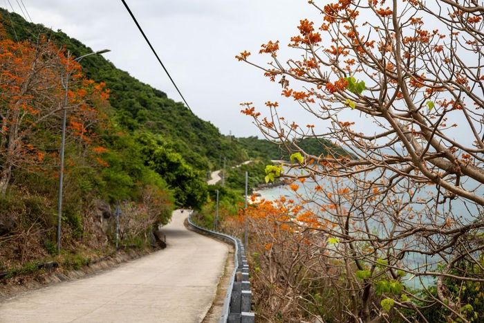 Sắc đỏ cam của hoa ngô đồng trải dài trên con đường dẫn về bãi Xếp, tạo nên khung cảnh đặc trưng của Cù Lao Chàm mỗi độ hè về. Ảnh: Xuân Quý - TTXVN