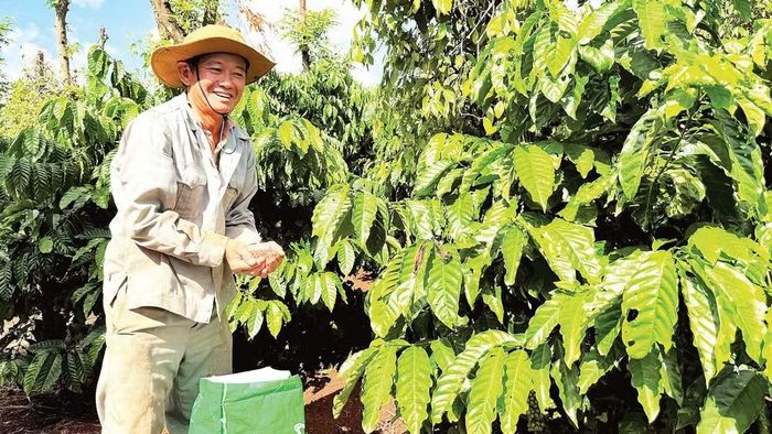 Chăm sóc vườn cà-phê tại phường Ea Kao, tỉnh Đắk Lắk. (Ảnh: MINH ANH)