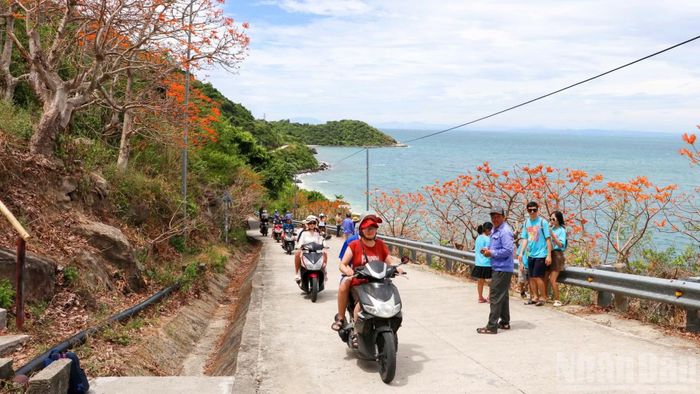 Dọc con đường dẫn xuống khu vực Bãi Xếp, hàng chục cây hoa Ngô đồng đỏ mọc thành vườn bắt đầu nở hoa là điểm đến ưa thích của du khách.