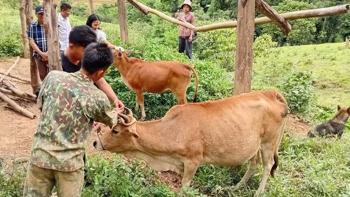 Ngay khi phát hiện đàn bò của gia đình mắc bệnh viêm da nổi cục, nhiều gia đình ở xã Sam Mứn đã chủ động đưa bò về nhốt để theo dõi, điều trị.