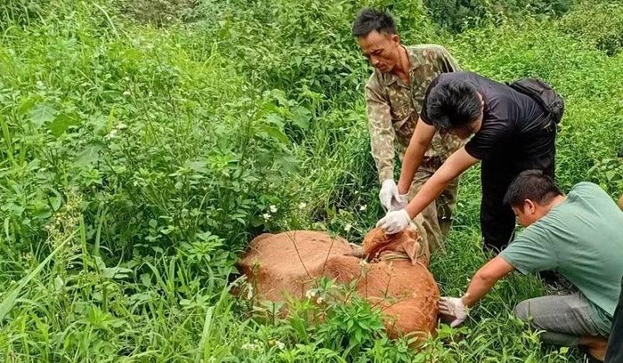 Cán bộ Trung tâm Dịch vụ tổng hợp xã Sam Mứn tiêm thuốc điều trị bệnh viêm da nổi cục trên đàn bò.