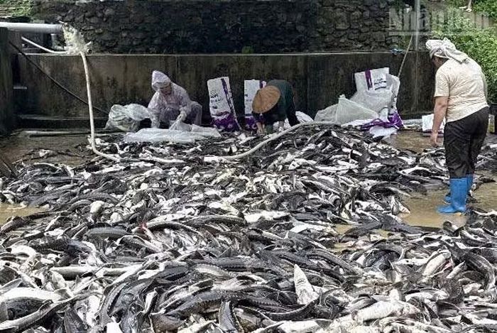 Trước đó vào ngày 5/7, mưa lũ đã làm hư hỏng khu nuôi cá tầm, cá hồi của một hộ dân tại bản Kẻ, gây thiệt hại hơn 20 tấn cá, trị giá khoảng 4 tỷ đồng.