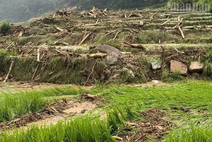 Thống kê ban đầu, tại xã Ngọc Chiến có 12ha lúa ruộng bị cuốn trôi và bồi lấp.