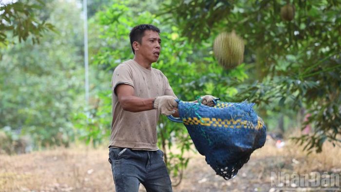 Để thu hoạch sầu riêng từ trên cao các nhà vườn thường thuê đội thu hái thạo việc ở địa phương.