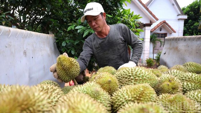 Nông dân Đồng Nai đang bước vào chín vụ thu hoạch sầu riêng giống Thái.