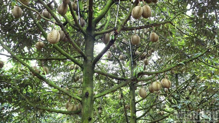 Sau khi thu hoạch giống Ri6, hiện đang là thời điểm các nhà vườn trên địa bàn thành phố Đồng Nai bước vào chín vụ loại sầu riêng giống Thái.