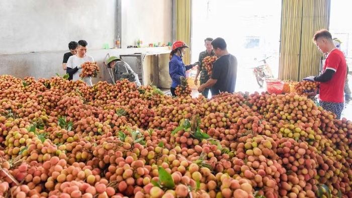Điểm cân vải sớm tại xã Phúc Hòa.