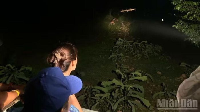 Du khách trong và ngoài nước trải nghiệm ngắm thú ban đêm tại Vườn Quốc gia Cát Tiên.