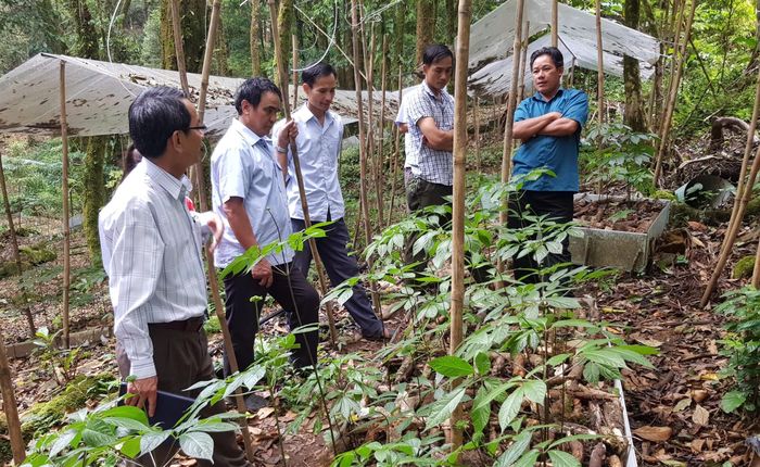  Các chuyên gia, doanh nghiệp tham quan vùng trồng Sâm Ngọc Linh 