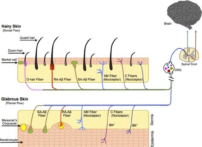 Nghiên cứu về cách thức truyền dẫn tín hiệu từ lông tơ đào đến não bộ có thể kiểm soát triệu chứng ngứa.