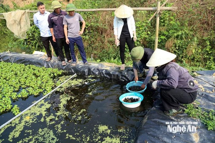 Mô hình nuôi ốc của vợ chồng anh Nguyễn Bá Hân - chị Thái Thị Doan được nhiều người quan tâm, học hỏi. Ảnh: Báo Nghệ An.