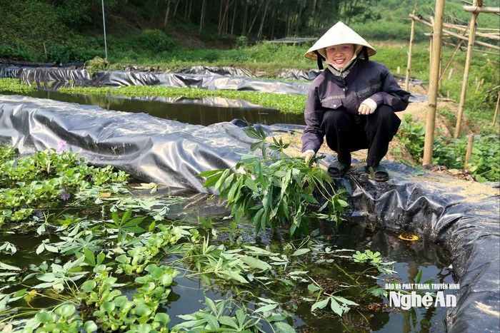 Chị Thái Thị Doan chia sẻ, thức ăn cho ốc, ngoài các loại quả, lá sắn cũng là nguồn thức ăn rất tốt. Ảnh: Báo Nghệ An.