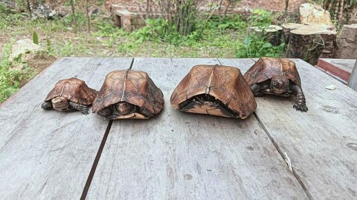 4 cá thể rùa Sa Nhân thuộc loài nguy cấp, quý, hiếm Nhóm IIB.