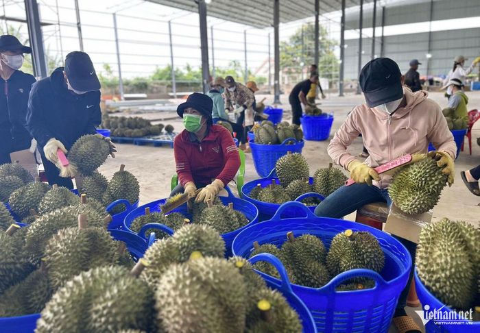 Giá sầu riêng đang giảm mạnh. Ảnh: Thu Hà