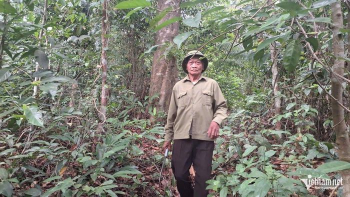 Bước sang tuổi 75, ông Đô vẫn rắn chắc như những cây lim do mình bảo vệ. Ảnh: Phạm Tiến