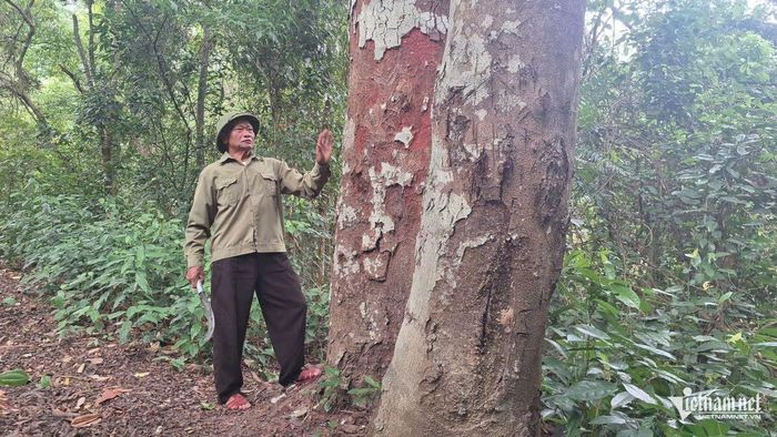 Trong khu vực Cồn Lim, nhiều cây lim có đường kính gần 1m. Ảnh: Phạm Tiến