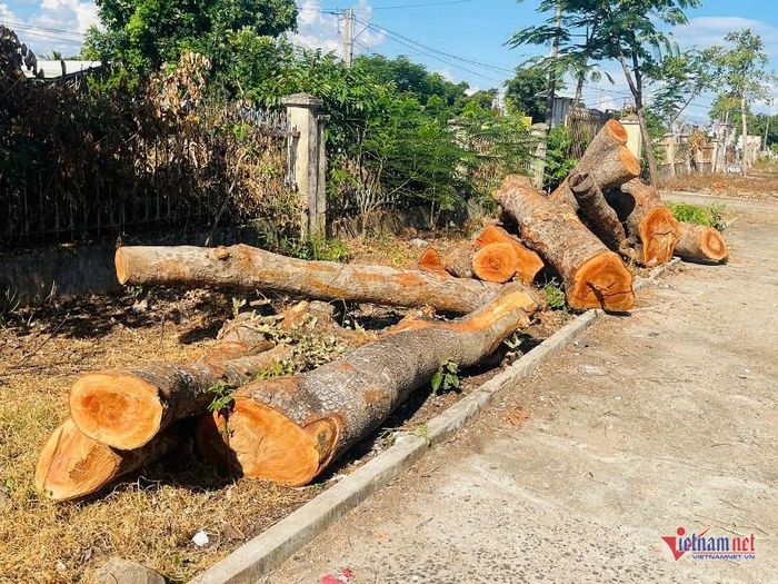 14 khúc gỗ được để lại tại trụ sở. Ảnh: Trần Hoàn