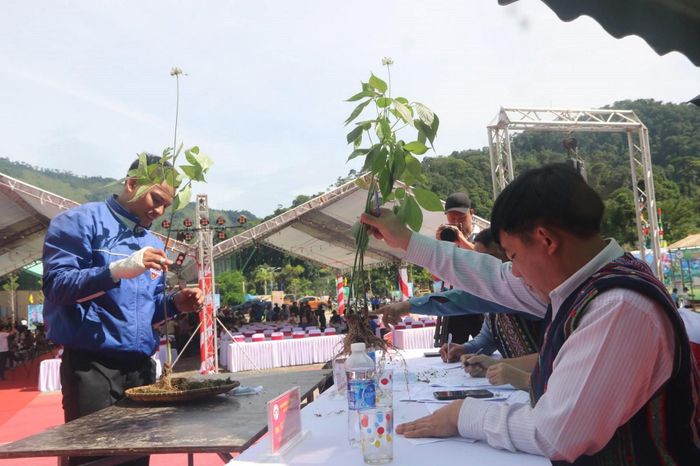 Những cây sâm Ngọc Linh nhiều năm tuổi sẽ được đưa ra đấu giá tại lễ hội nhằm gây quỹ bảo tồn và phát triển vùng trồng. Ảnh: Hà Nam