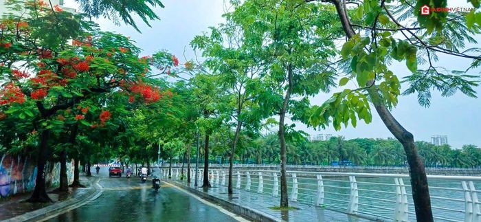 Nhiều tuyến phố của Thủ đô như Thanh Niên, Nguyễn Đình Thi, Nguyễn Đình Hoàn ... nhuộm sắc đỏ của hoa phượng.