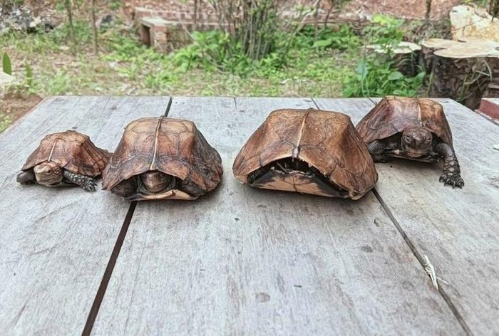 4 cá thể rùa Sa Nhân thuộc loài nguy cấp, quý, hiếm Nhóm IIB.