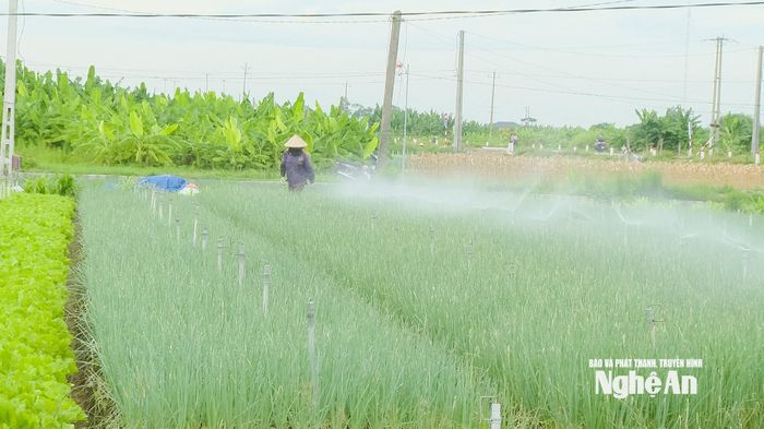 Mỗi ngày, nông dân tưới nước khoảng 5 lần cho cây hành hoa. Ảnh: P.V