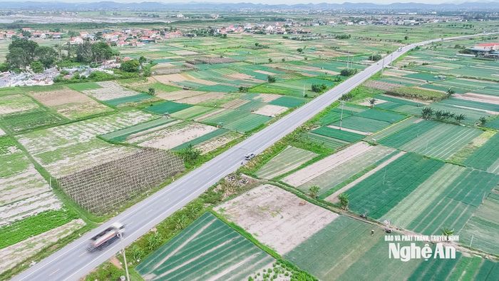 Cánh đồng chuyên canh rau của xã Quỳnh Anh. Ảnh: P.V