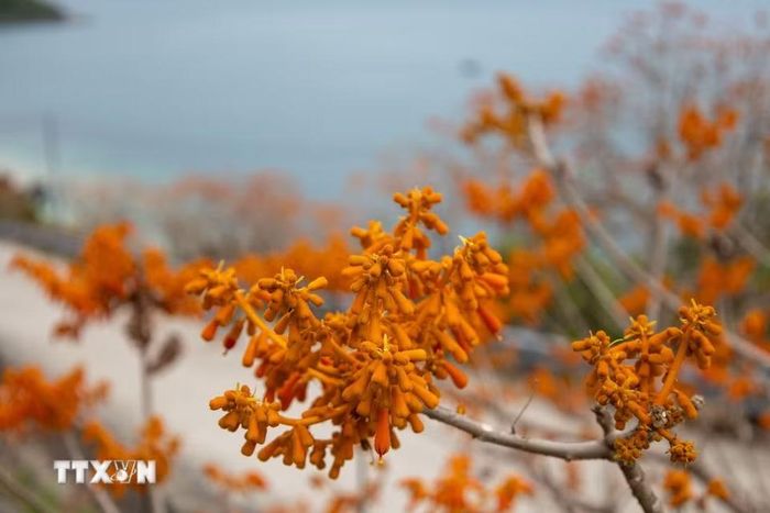 Hoa ngô đồng trên đảo Cù Lao Chàm khoe sắc đỏ cam rực rỡ. (Ảnh: Xuân Quý/TTXVN)