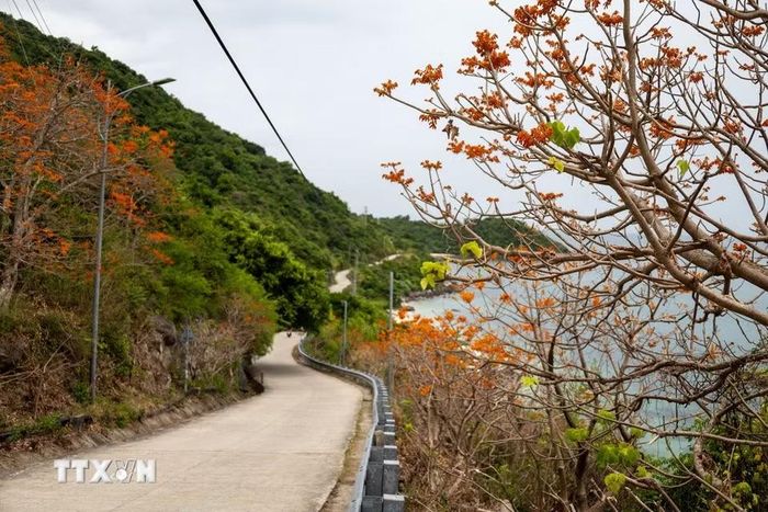 Sắc đỏ cam của hoa ngô đồng trải dài trên con đường dẫn về bãi Xếp, tạo nên khung cảnh đặc trưng của Cù Lao Chàm mỗi độ Hè về. (Ảnh: Xuân Quý/TTXVN)