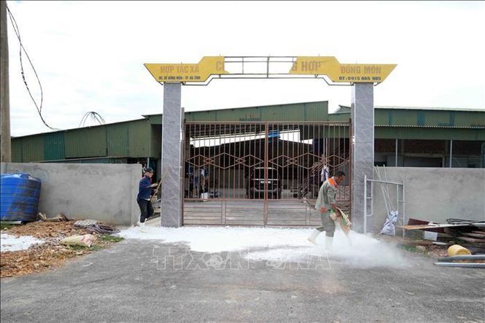 Các cơ sở chăn nuôi lợn thực hiện rải vôi tại các vị trí cổng ra vào nhằm khử trùng, phòng dịch.