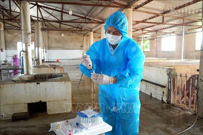 Việc lấy mẫu giám sát virus dịch tả lợn châu Phi giúp ngành chức năng chủ động trong công tác phòng dịch.