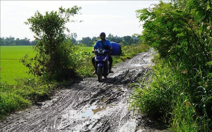 Người dân rất khó khăn để vượt qua được đường bờ Bắc kênh An Phong - Mỹ Hòa (đoạn từ cầu Phương Thịnh đến kênh Tây Cập) vì lầy lội trong mùa mưa.