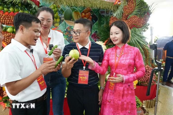 Các nhà sáng tạo nội dung số thực hiện livestream, giới thiệu và quảng bá các sản phẩm nông sản tiêu biểu của Bắc Ninh trên các nền tảng số. (Ảnh: Đồng Thúy/TTXVN)