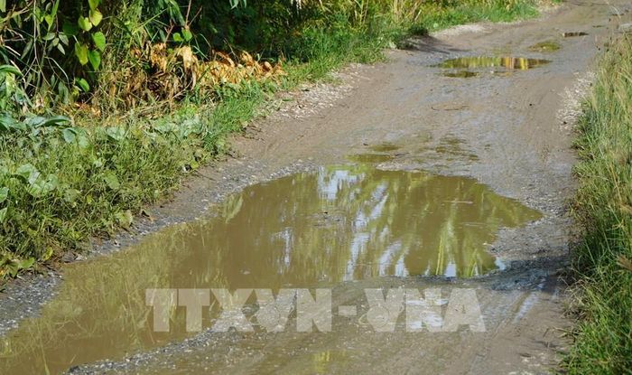 Mặt đường bờ Bắc kênh An Phong - Mỹ Hòa (đoạn từ cầu Phương Thịnh đến kênh Tây Cập) bị ngập nước, lầy lội. Ảnh: Nhựt An - TTXVN