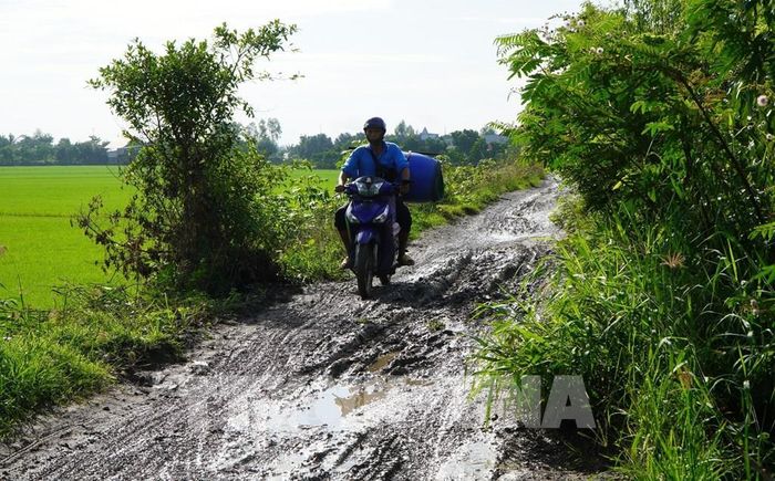 Người dân rất khó khăn để vượt qua được đường bờ Bắc kênh An Phong - Mỹ Hòa (đoạn từ cầu Phương Thịnh đến kênh Tây Cập) vì lầy lội trong mùa mưa. Ảnh: Nhựt An - TTXVN