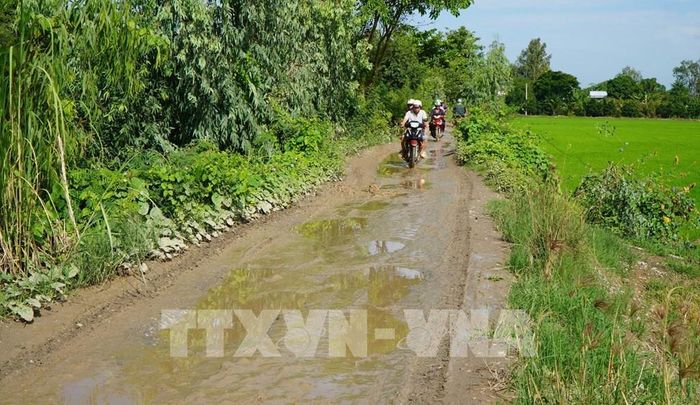 Đường bờ Bắc kênh An Phong - Mỹ Hòa (đoạn từ cầu Phương Thịnh đến kênh Tây Cập) trơn trượt, lầy lội trong mùa mưa. Ảnh: Nhựt An - TTXVN