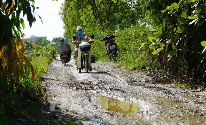 Đường bờ Bắc kênh An Phong - Mỹ Hòa (đoạn từ cầu Phương Thịnh đến kênh Tây Cập) trơn trượt, lầy lội vào mùa mưa. Ảnh: Nhựt An - TTXVN