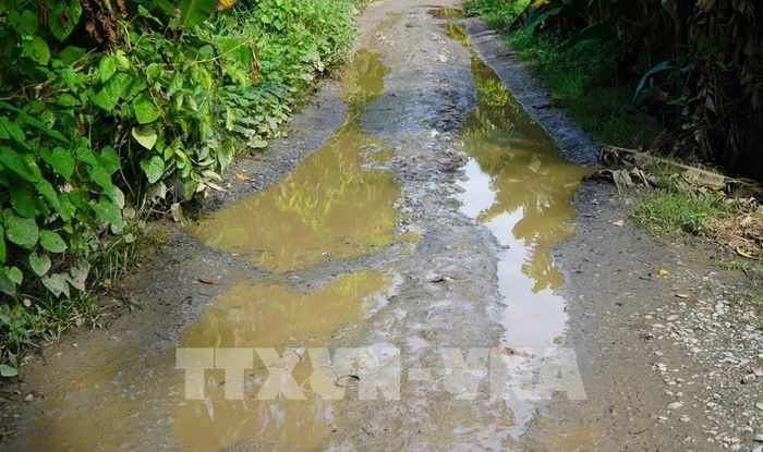 Mặt đường bờ Bắc kênh An Phong - Mỹ Hòa (đoạn từ cầu Phương Thịnh đến kênh Tây Cập) bị lầy lội, trơn trượt vào mùa mưa. Ảnh: Nhựt An - TTXVN
