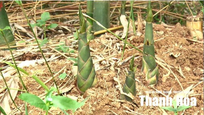Những khóm măng lục trúc đang vào vụ thu hoạch.
