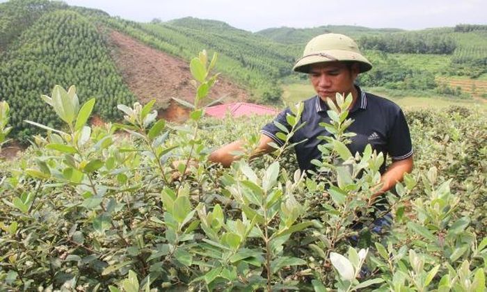 Anh Phạm Văn Ba thu hoạch quả sim.