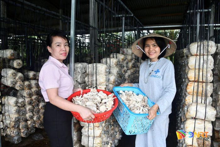 Người dân thôn Quý Phước (xã Thăng Bình) vay vốn ưu đãi của Phòng Giao dịch Ngân hàng Chính sách xã hội Thăng Bình đầu tư làm nấm bào ngư hiệu quả. Ảnh: QUANG VIỆT