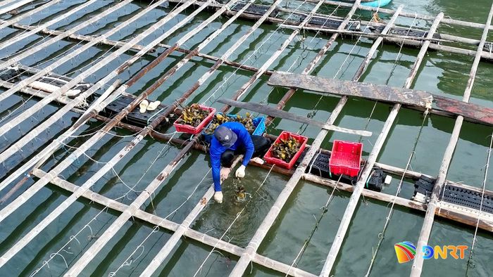 Một người dân thu hoạch hàu sớm để tháo dỡ lồng bè. Ảnh: HỒNG SƠN